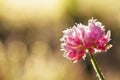 Flower clover covered with hoarfrost