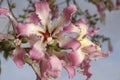 Flower cluster on silk floss tree Royalty Free Stock Photo