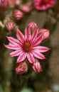 FLOWER OF COBWEB HOUSELEEK sempervivum arachnoideum IN VANOISE IN FRANCE Royalty Free Stock Photo