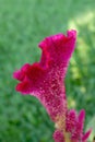 Flower cockscomb Royalty Free Stock Photo