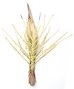 Flower of coconut tree isolated, Spadix