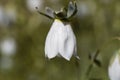 Flower of a Codonopsis clematidea plant