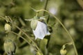 Flower of a Codonopsis clematidea plant