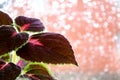 Flower Coleus in the background of the rainy window