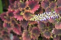 Flower of Coleus Forskohlii, Painted Nettle or Plectranthus scutellarioides is a Thai herb in the garden. Royalty Free Stock Photo