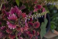 Flower of Coleus Forskohlii, Painted Nettle or Plectranthus scutellarioides is a Thai herb in the garden. Royalty Free Stock Photo