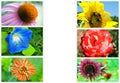 Flower Collage Royalty Free Stock Photo