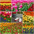 Flower collage - tulips and Dutch shoes in park Keukenhof, Holla Royalty Free Stock Photo