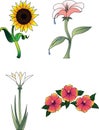 Flower Collection 2