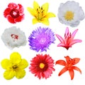 Flower collection Royalty Free Stock Photo