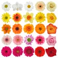 Flower collection Royalty Free Stock Photo
