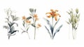 Flower Collection Set on White Background Watercolor Painting with Clean Sharp Lines