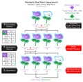 Flower Color Genetic Trait Pea Plant Mendel Experiment Infographic Diagram