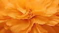 flower color petal texture marigold Royalty Free Stock Photo