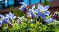 flower colorado blue columbine Royalty Free Stock Photo