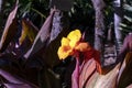 Canna lily tropicanna leaves and flower