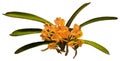 Flower colors are orange, yellow and brown. Vanda aureum - orchid and leaf.