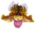 Flower colors are pink, brown and white. An orchid of the genus Paphiopedilum. Royalty Free Stock Photo