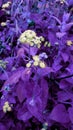 Flower colour lavender