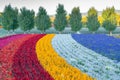 Flower colour rainbow tone gardening Royalty Free Stock Photo