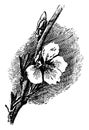 Flower of Common Almond vintage illustration