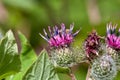 Flower of a common burdock, Arctium minus