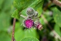 Flower of a common burdock, Arctium minus