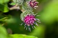 Flower of a common burdock, Arctium minus