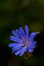 Flower of Common chicory, Cichorium intybus, wild chicory, chicory, edible plant, nature, benefit, substitute coffee