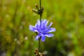 Flower of the common chicory plant