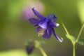 Common Columbine with one flower