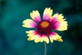 Flower of a common gaillardia Gaillardia aristata. Blanket flo Royalty Free Stock Photo