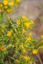 Flower of a common golden thistle Scolymus hispanicus