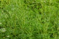 Flower of a common ragweed, Ambrosia artemisiifolia Royalty Free Stock Photo