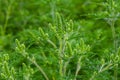 Flower of a common ragweed, Ambrosia artemisiifolia Royalty Free Stock Photo