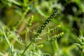 Flower of a common ragweed, Ambrosia artemisiifolia Royalty Free Stock Photo