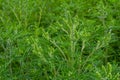 Flower of a common ragweed, Ambrosia artemisiifolia Royalty Free Stock Photo