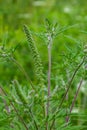 Flower of a common ragweed, Ambrosia artemisiifolia Royalty Free Stock Photo