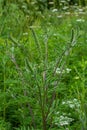 Flower of a common ragweed, Ambrosia artemisiifolia