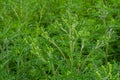 Flower of a common ragweed, Ambrosia artemisiifolia Royalty Free Stock Photo