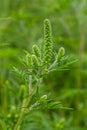 Flower of a common ragweed, Ambrosia artemisiifolia Royalty Free Stock Photo