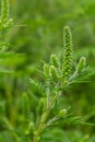 Flower of a common ragweed, Ambrosia artemisiifolia Royalty Free Stock Photo