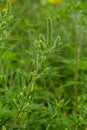Flower of a common ragweed, Ambrosia artemisiifolia Royalty Free Stock Photo