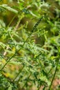 Flower of a common ragweed, Ambrosia artemisiifolia Royalty Free Stock Photo