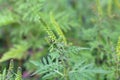 Common ragweed, Ambrosia artemisiifolia Royalty Free Stock Photo