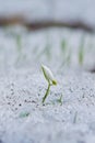 Flower of common snowdrop Galanthus nivalis grow through melting dirty snow, nature awaken, tender plant struggle for life Royalty Free Stock Photo