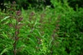 Flower of common stinging nettle in a field