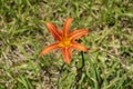 Flower of common tawny daylily