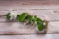Apple tree branch with spring white-pink flowers and green leaves close-up on a wooden background. Royalty Free Stock Photo