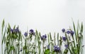 Border of various green wild meadow grasses and flowers on a white background. Royalty Free Stock Photo